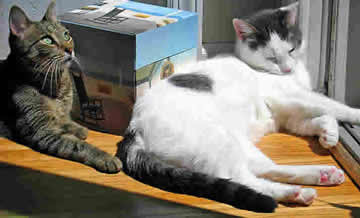 2 cats are sunning themselves on the floor in an open doorway